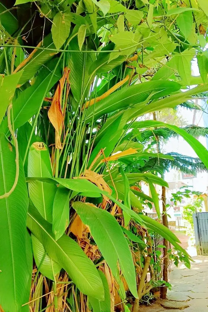 Sudheendram Beach Resort Varkala Lodge